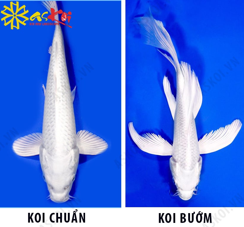 Phân Biệt Koi Nhật (Cyprinus Carpio) Với Cá Chép Thường (Carassius Auratus)  | Thucanchoca