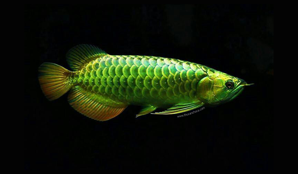 Зеленые аквариумные рыбки. Зеленая Арована. Аквариумная рыбка Арована. Арована рыба аквариумная. Арована Мьянмы.