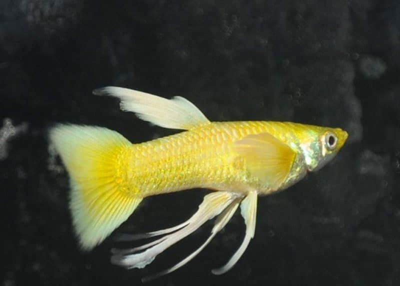thumbnail image 2 of 2x Male Full Gold Ribbon Fin Guppy – Live Freshwater Aquarium Fish – Bred In USA 2 of 4
