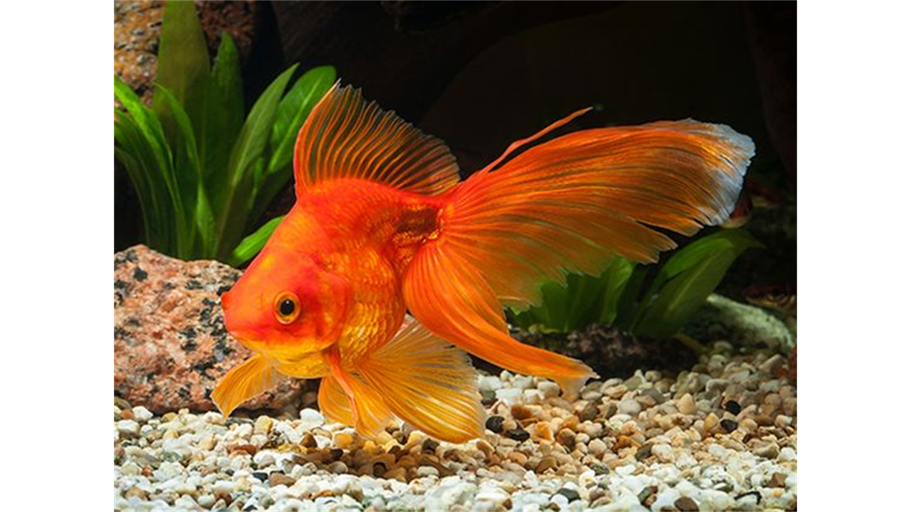 Cá 3 Đuôi - Cá Vàng - Golden Fish | Thucanchoca