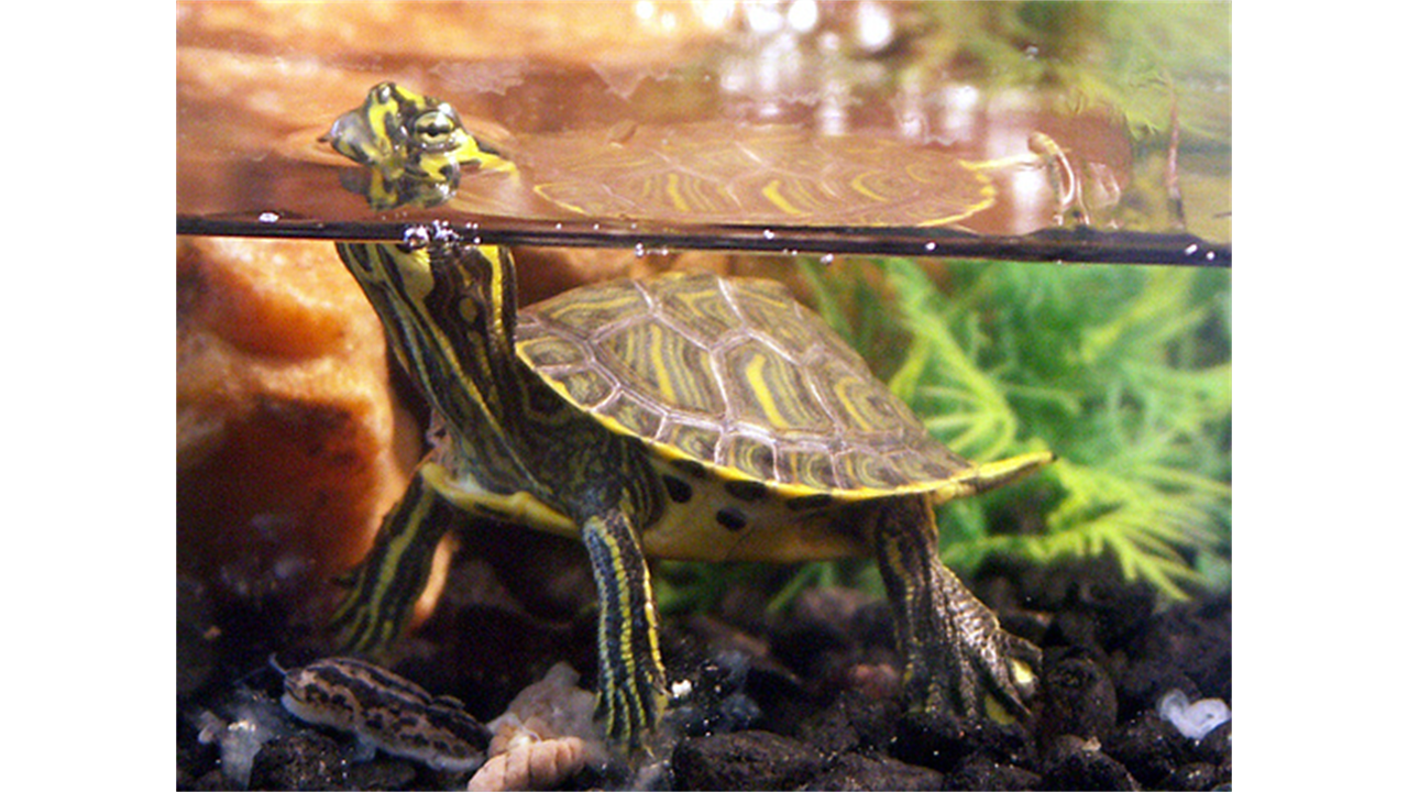 Черепаха уход кормление. Красноухая черепаха. Красноухая Пресноводная черепаха. Черепашка красноухая маленькая. Дикие красноухие черепахи.